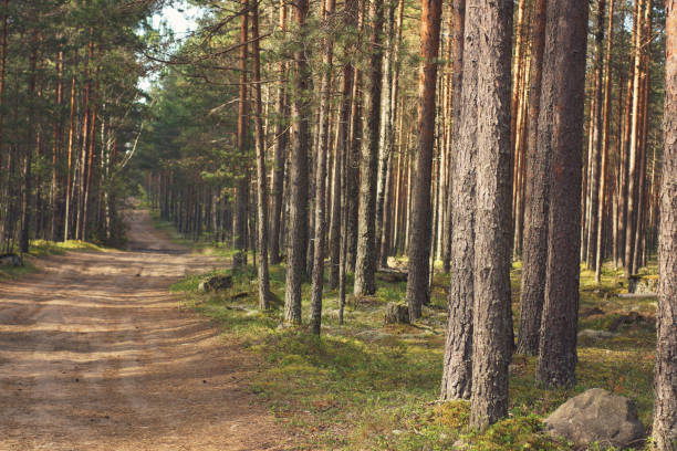 istock Road through the forest with slender straight pines 990116890