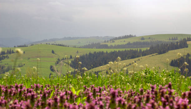istock Cloudy weather in the mountains, Ukrainian Carpathians 990117214