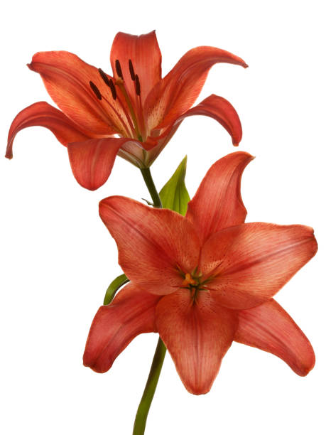 istock Two red daylily flower isolated on white 990118714