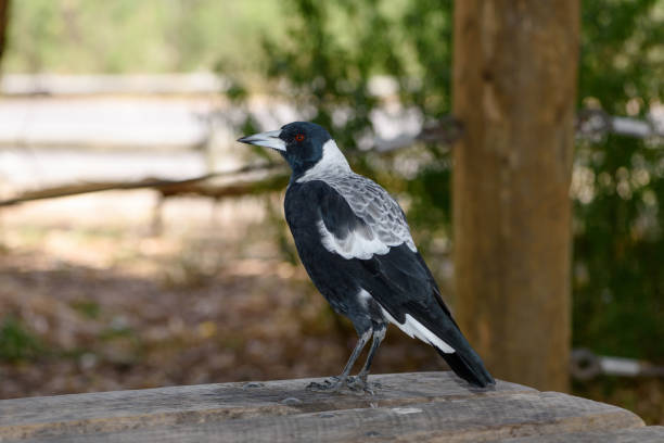 Noosa National Park is perfect place for bird watching and hiking