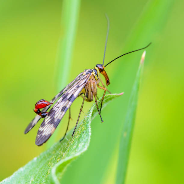 A male scorpion fly with motley wings sits on a green leaf
