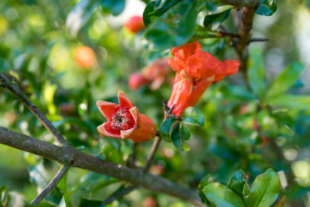 istock Red flowers of the Melograno tree 990128328