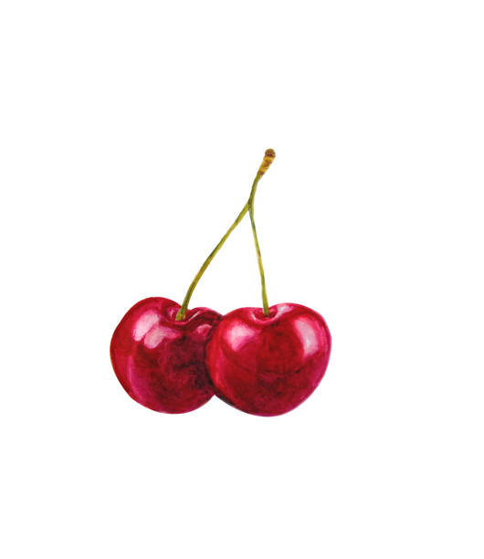 illustrazioni stock, clip art, cartoni animati e icone di tendenza di ciliegia - sour cherry