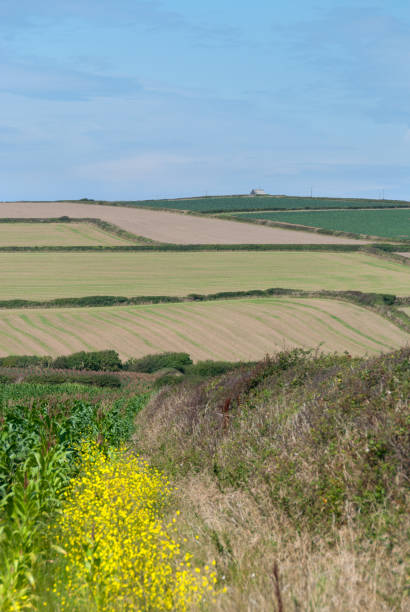 istock hills with cultivated fields and hay bales in Cornwall 990132076