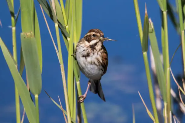 Reed Bunting with a catch