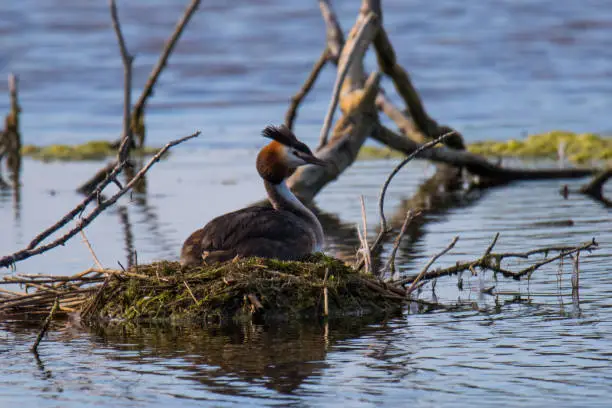 Great Crested Grebe on a nest