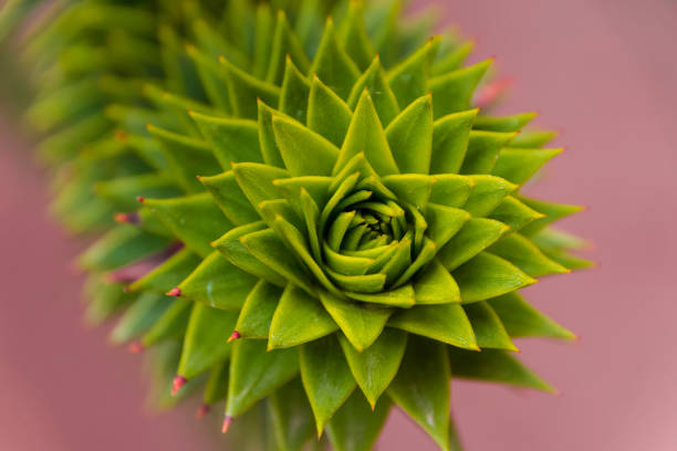istock Unusual plant from Latin America 990135170
