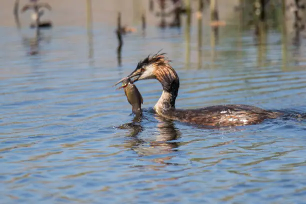 Great Crested Grebe with catch