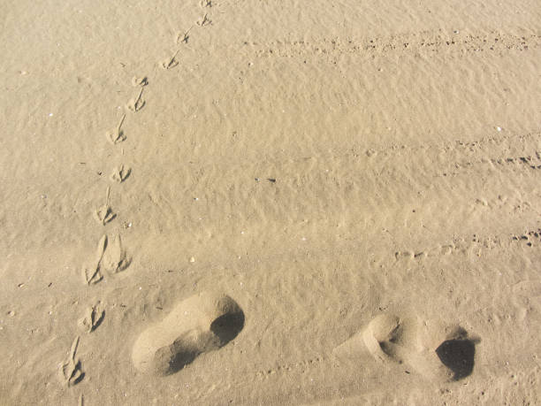 istock seagull footprints on yellow sand from an Italian beach 990149248