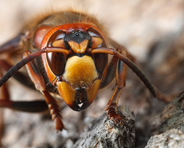 istock Giant Hornet Portrait 990149884