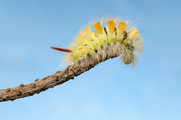 caterpillar bend neer uit de boom twig - rups van de meriansborstel stockfoto's en -beelden