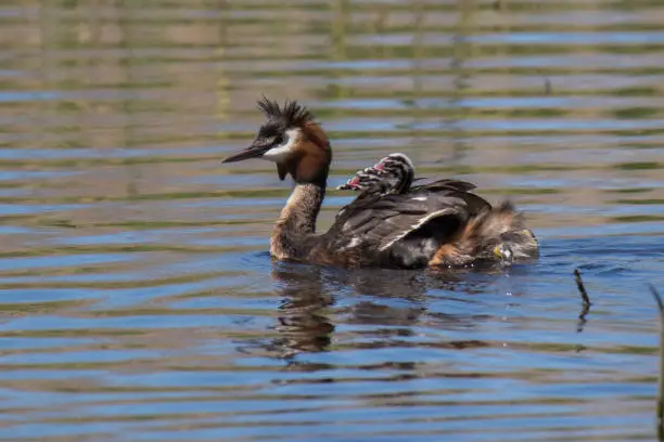 Great Crested Grebe with young
