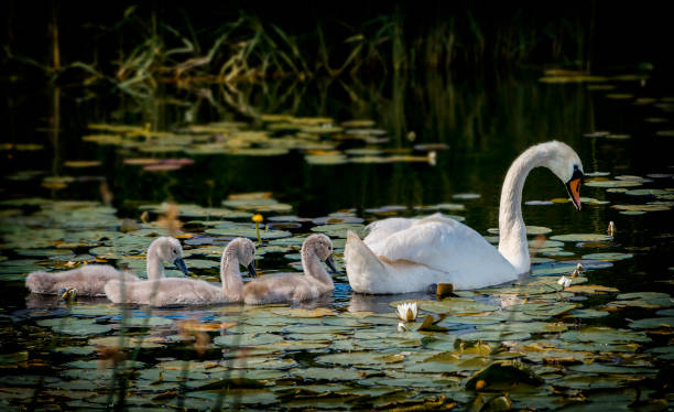 istock Female of swans and their young chicks 990153684