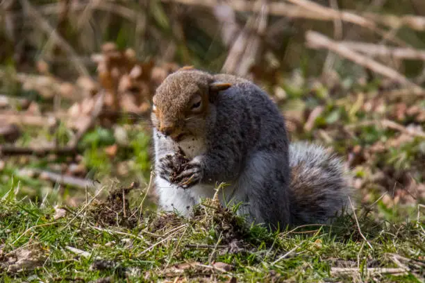 Grey Squirrel eating