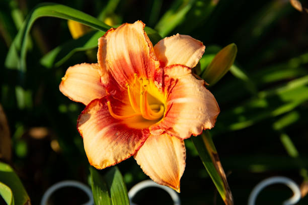 istock first two tone orange lily of the season has opened 990174830