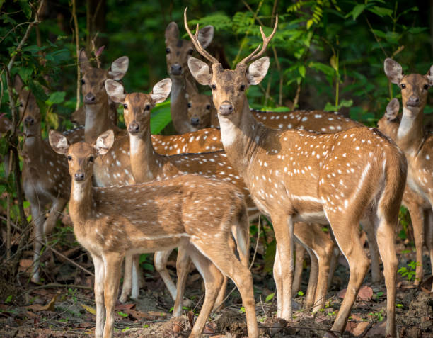 istock Dappled deers herd in the jungle. Wildlife photo 990184122