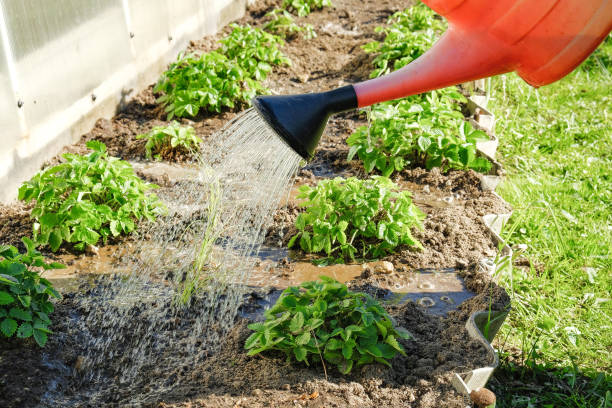 istock watering the beds from a watering can 990201364