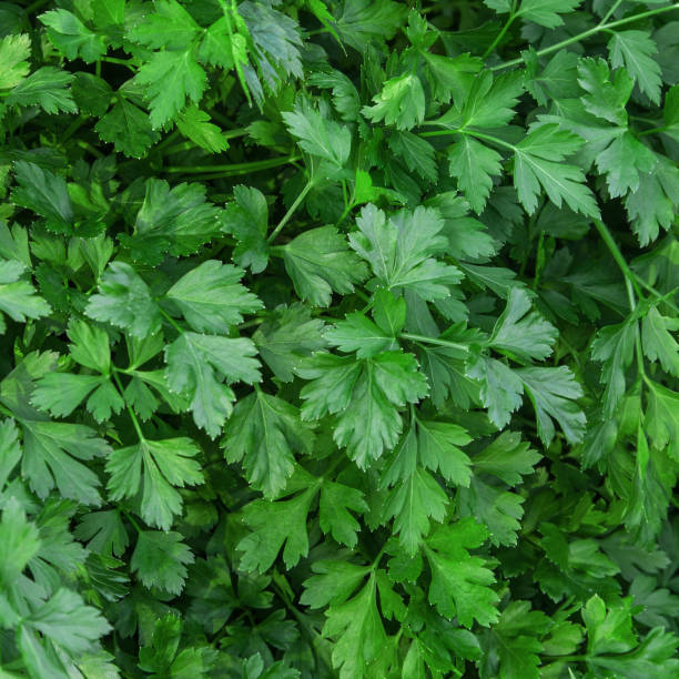 istock Herb of parsley 990208116