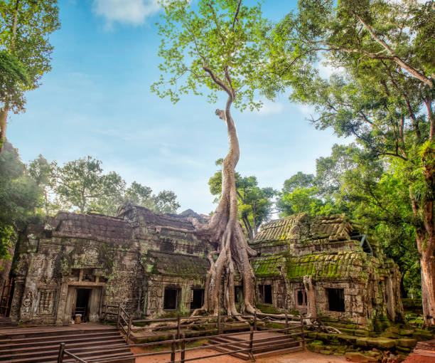 angkor ta prohm temple of angkor thom in cambodia - angkor wat imagens e fotografias de stock