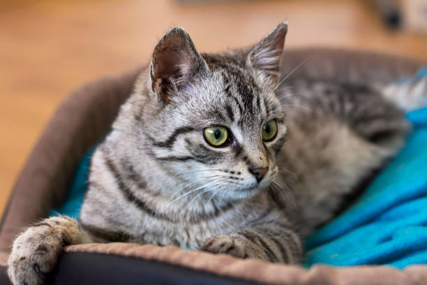 istock beautiful, gray cat on a bed 990219554