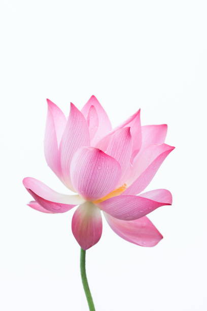 istock Lotus flower close-up 990220502