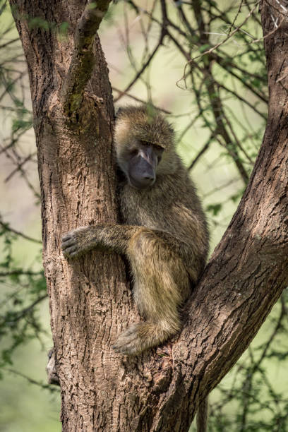 istock Olive baboon sits in branches of tree 990221038