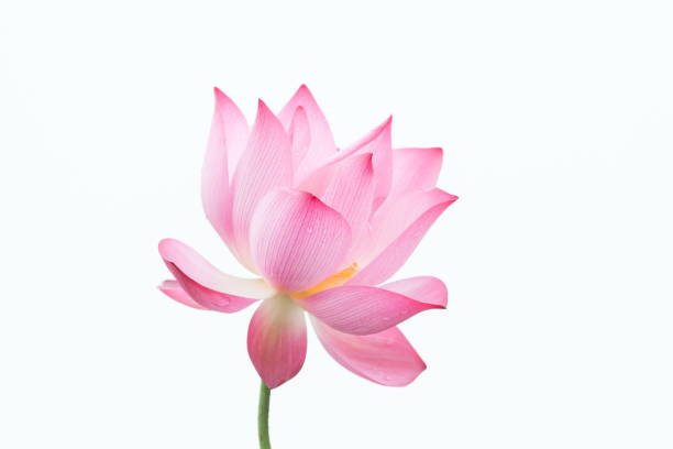 istock Lotus flower close-up 990226270