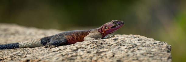 istock Panorama of male agama lizard in close-up 990226476