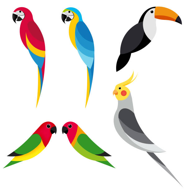 set parrot 2 set flat parrot on white background toucan white background stock illustrations