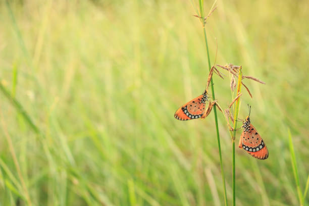 istock butterfly nature background on grass green and sunset 990230490