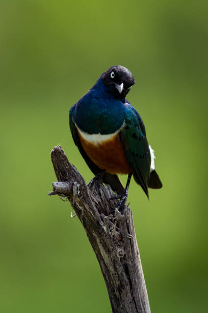 istock Superb starling looks down on dead branch 990230924