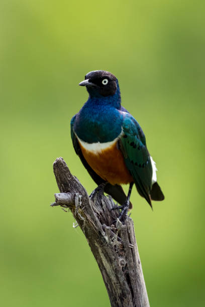 istock Superb starling looks left on dead branch 990231572