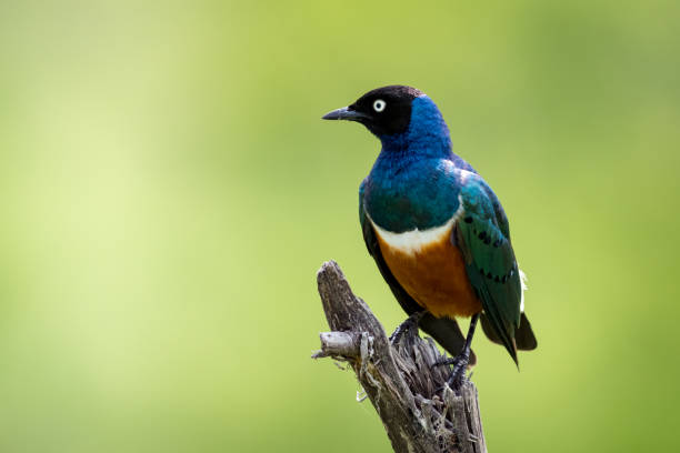 istock Superb starling on dead branch looks left 990232026
