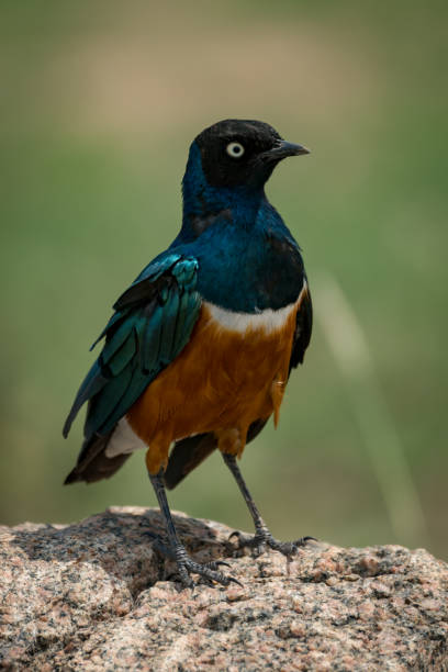 istock Superb starling perched in sunshine on rock 990232156