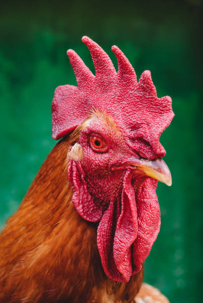 istock Portrait of a cock 990243200