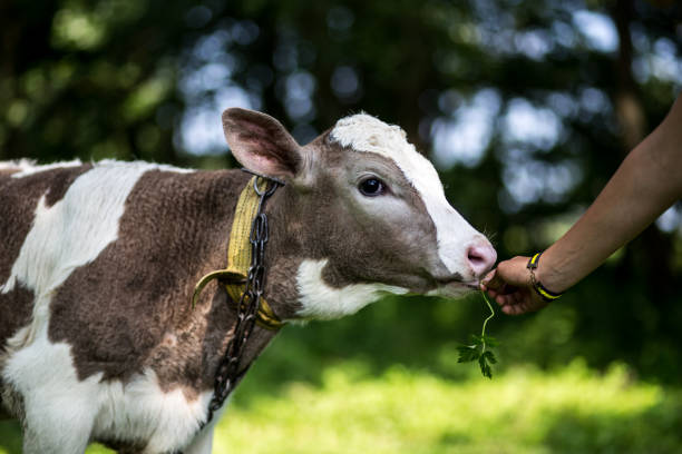 istock A cow is grazing in a meadow. Dairy cow. Rustic cow 990243218