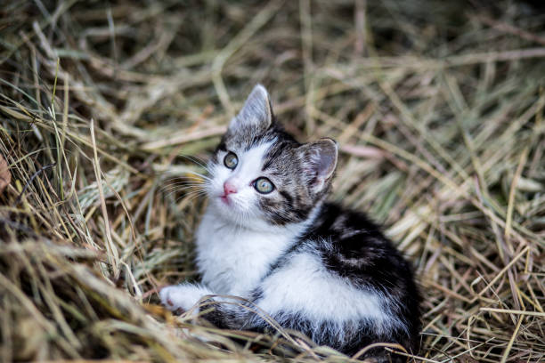 istock Beautiful cat outdoor 990243480