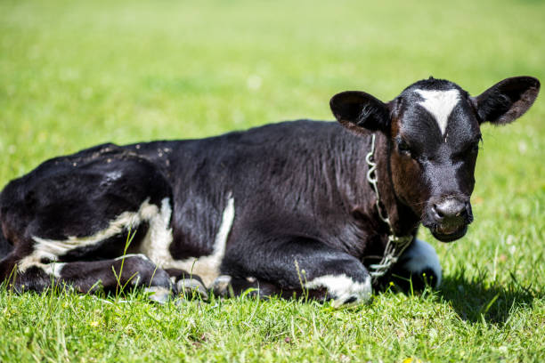 istock A cow is grazing in a meadow. Dairy cow. Rustic cow 990243526