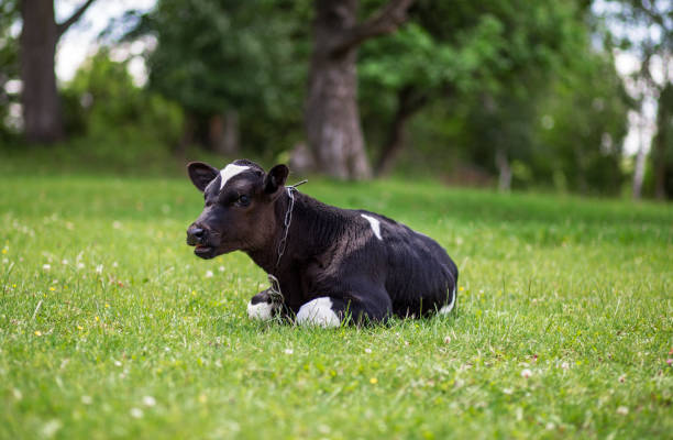 istock A cow is grazing in a meadow. Dairy cow. Rustic cow 990243976