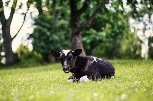 istock A cow is grazing in a meadow. Dairy cow. Rustic cow 990244216