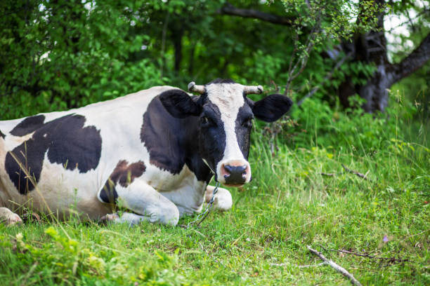 istock A cow is grazing in a meadow. Dairy cow. Rustic cow 990249270