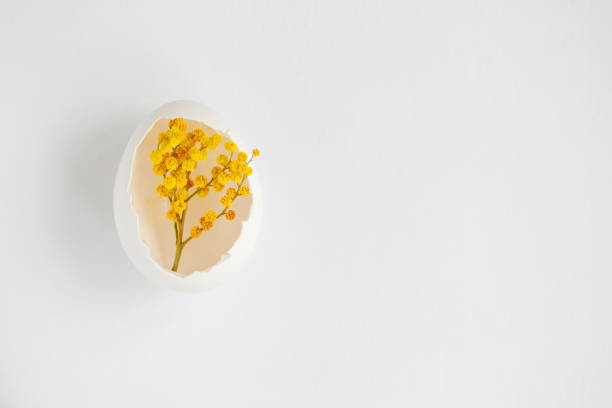 istock branch of Mimosa in a white egg on a white background 990263350