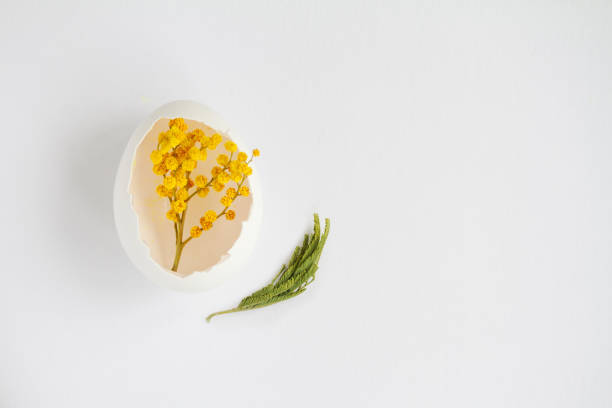 istock branch of Mimosa in a white egg on a white background 990263362