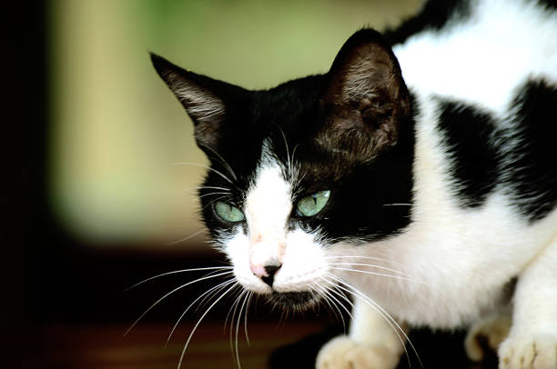 istock Beautiful Black And White Cat In Maharashtra india. 990265412