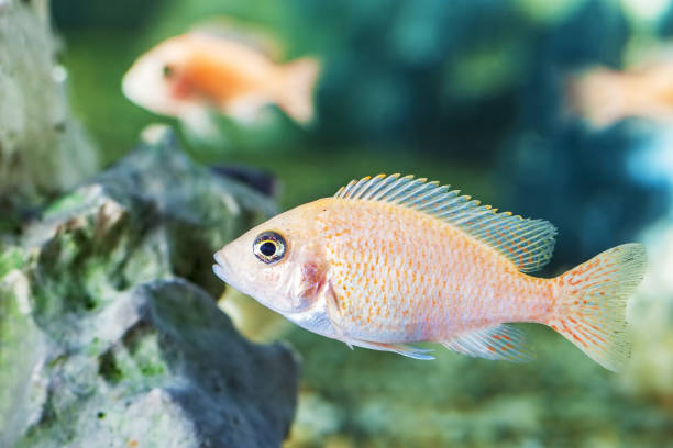 istock Photos Malawi cichlids fish closeup 990268556
