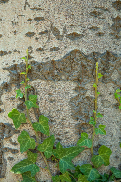 istock Texture of tree bark with green ivy close-up. Background 990272986