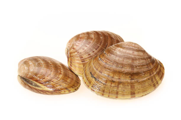 istock Hard clam, quahog on white background 990273022