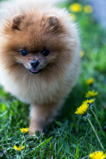 istock Pomeranian dog outdoor 990275380