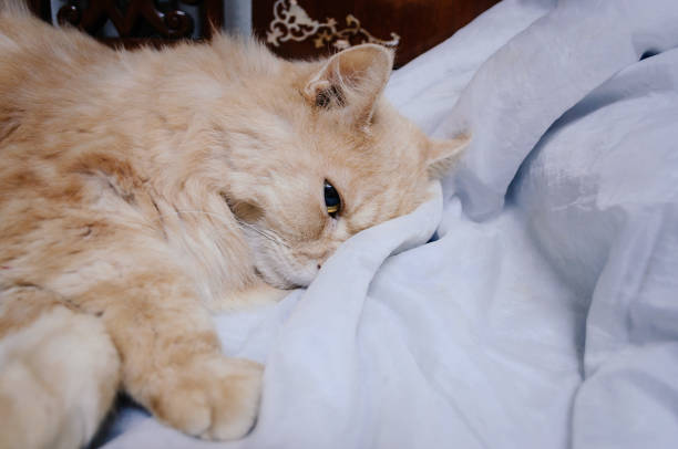 istock Cat is looking something before he going to sleep in the midnight 990278642