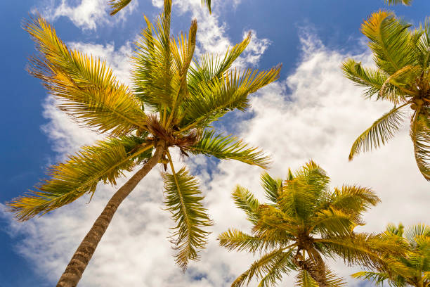 istock Palm trees with a blue sky in a tropical caribbean beach. 990280790
